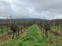 Some vines are yet to be pruned