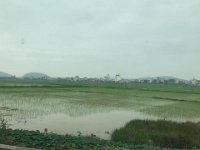 Rice paddies aplenty
