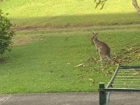 The view outside the kitchen window shows some other creatures are up to mischief.