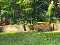 30th - a quick visit from a pheasant on the last day of the month