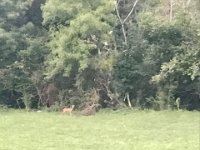 And on the way home as the light faded Bambi and friend waved goodbye