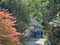 Down the lane behind the house Bessy relaxes