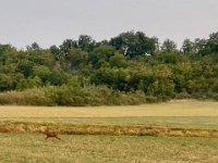 Who didn't like his Hi-Vis cycling jersey as the yellow reminded him of the Winter hunters/chasseurs.
