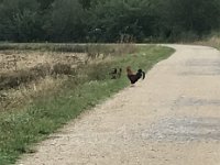 20th - Paulie headed off on her morning route