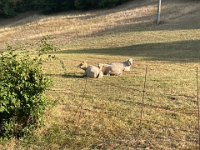 Said locals seemed unimpressed