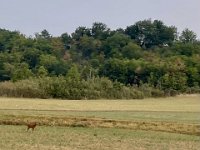 Heading up the hill on Route de Montricoux Stephen spots a Bambi
