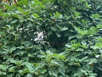 At last! The fig tree  started to deliver fruit each day.