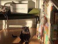 29th - In Adelaide Matilda guarded the champagne.