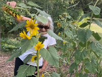 16th - out for a walk sunflowers were spotted