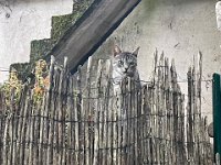 A young feline wanted to be friends and entered the garden. Stephen had banned cats as their toileting manners had caused issues in the past. Junior jumped in anyway and Stephen had to politely carry her out.
