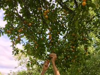 ...and to pick fruit