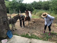 ... and to treat his hooves under the watchful supervision of Arthur.