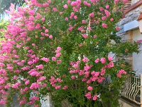 A lovely floral  view from the lounge.