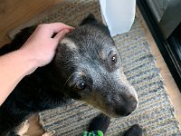 13th - Olivia's bathroom renovation commenced and she babysat a pal's home and dog in Croyden Park whilst they were away on her honeymoon.