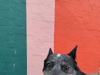 Bindi enjoys showing Olivia the local turf