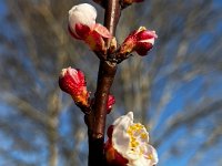 In Oxford Spring had sprung and James liked what he saw blooming in the garden