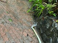The rain certainly did come. Stephen had to repeatedly syphon water out of the pool