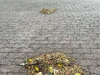Just as Paulie & Stephen get in to the rhythm of cleaning the yard and house before open homes, the Fig Tree decides to drop fruit!