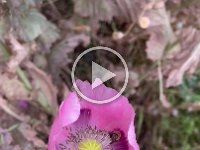 Video - the poppies were nearly finished their business but the local bees haven't finished their work.