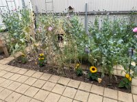 To earn their keep, the guys removed dead poppies and planted some sunflowers in Olivia's wee garden