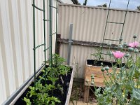Olivia recently purchased some planter boxes made from recycled pallets. The guys added soil and various herbs and vegetables (or technically fruit in the case of tomatoes).