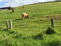 Back down the road near Jon and Margaret's are Paulie's Scottish friends ... Highland cattle
