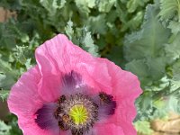 The garden was alive with spring activity. The poppies were crowded with bees