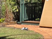 Maggie sunbaked in preparation for a performance with Stephen to farewell the guys