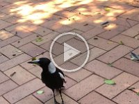 Video - Maggie sang his sweet song accompanied by Stephen. The third instrument (a neighbour's chainsaw) wasn't the best accompaniment.