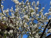And cherries started to bud. How to keep the birds away?