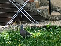 It also brought various guests