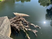 24th - The floods left a mess stuck on the bridge foundations but a few weeks later a boat towed the trees ashore to be removed.