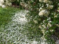 The snowball tree started to snow back in the la Cachette garden