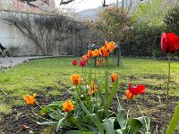 1st - Spring had certainly sprung. The tulips kept flowering until they faded by month's end.