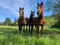 Paulie then went for a cycle and chatted to her equine pals in a nearby field