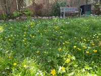 The guys decided not to mow as the flowers (yes, mostly weeds) both looked pretty and supported inspect pollination