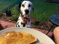 Back in Adelaide Cam & Olivia are dog sitting a pal's dalmation called Luna. Clearly starving.
