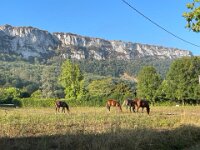 19th- Paulie headed out for a pedal and met some new foals.