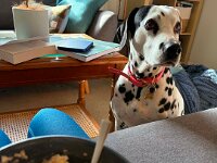Meanwhile in Adelaide Olivia is dog sitting her pal Luna who certainly likes company