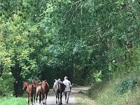 24th - on a cycle Paulie again met the new born horse she admired..