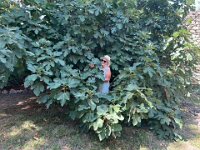 And then collected some more figs at home