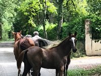 It seemed that said foal admired Paulie as well.