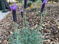 Stephen also worked on the garden in Adelaide.