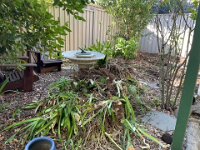 Agapanthus was pulled out. A gutter downpipe moved underground (roots had pushed it to the surface)