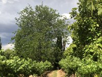Jon took Paulie and Stephen on a study tour of his vineyard