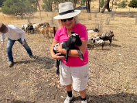 And after lunch in town, the guys visited Jon's neighbours to meet some Harlequin sheep. Paulie was transported back to her NZ sheep farming youth.