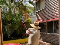 Another overcrowded cane palm comes down