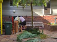 Chris and Stephen did some garden maintenance cutting bamboo palm