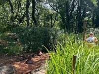 The display of Australian plants