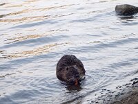 A local Musk Rat that looks similar to a coypu (Paulie & Stephen met a few  in Uruguay in 2010)